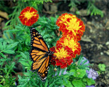 yaegerart007009.jpg
