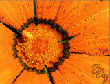 yaegerart007011.jpg