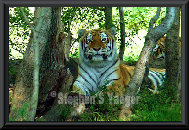 yaegerart006003.jpg