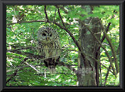 yaegerart006006.jpg